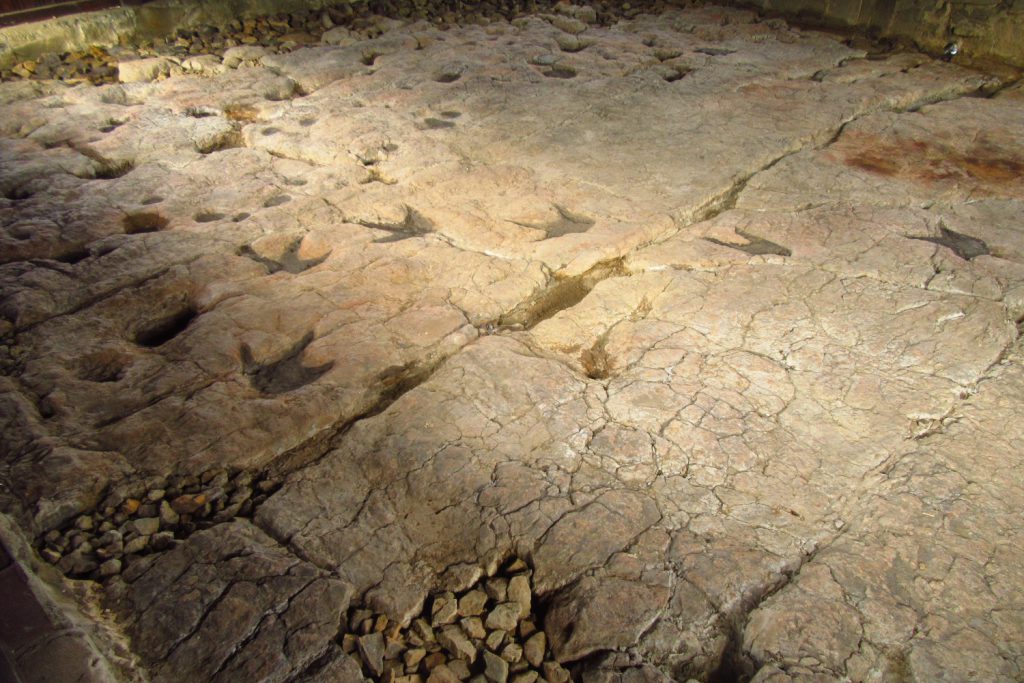 Tropy dinozaurów w Gagatach Sołtykowskich, Świętokrzyskie