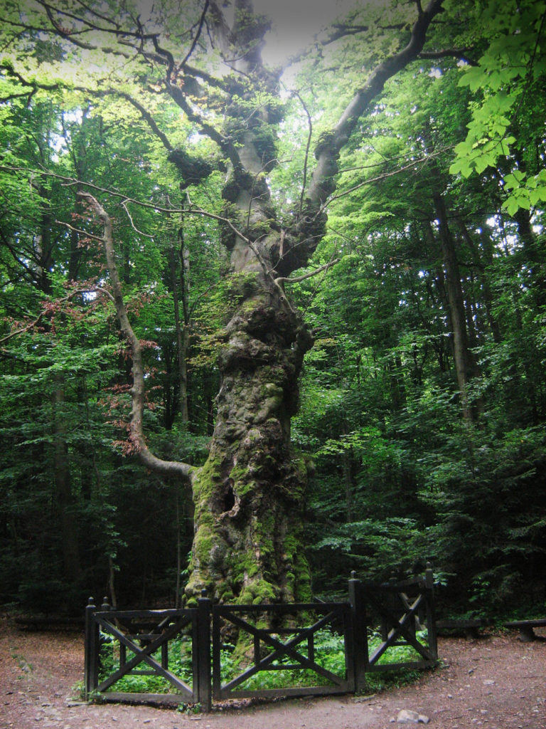 Buk Jagiełły, Świętokrzyski Park Narodowy