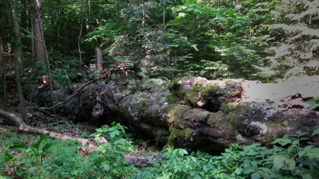 Leżące drzewo. Buk Jagiełły