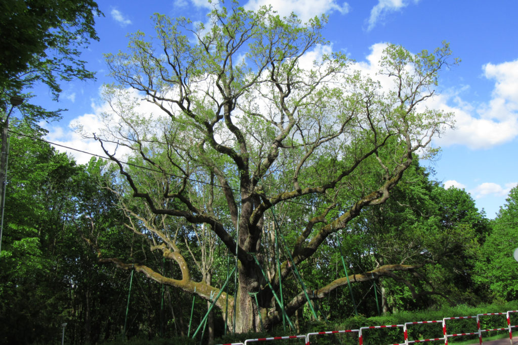 Dąb Bartek