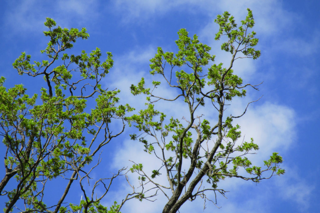 Jasnozielone liście na gałęziach