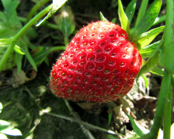 Truskawka czerwona