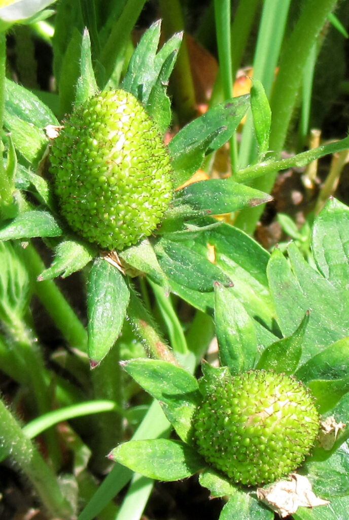 Niedojrzała truskawka