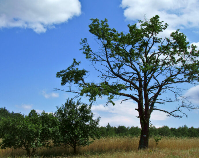 Drzewo, niebo, chmury