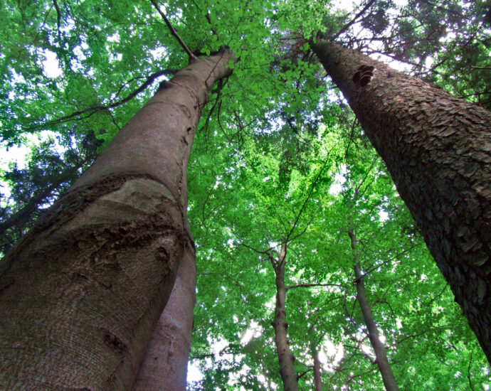 Buk i jodła, korony drzew